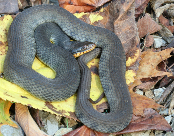 Yellowbelly Water Snake